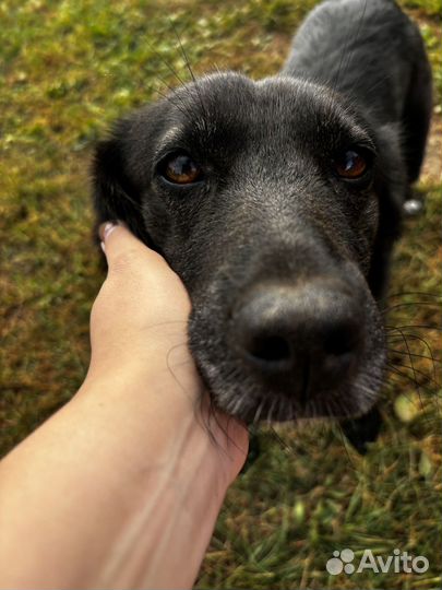 Собачка Рада