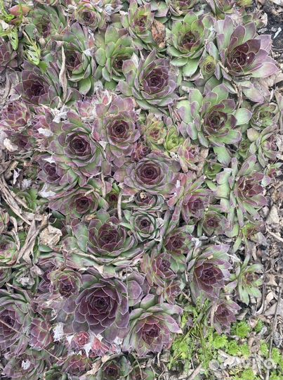 Молодило, каменный цветок