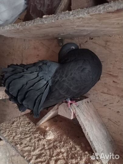 Голуби павлины немецкие