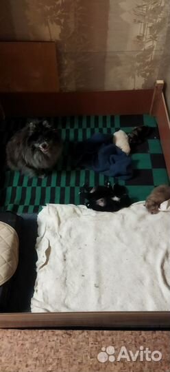 Померанский шпиц