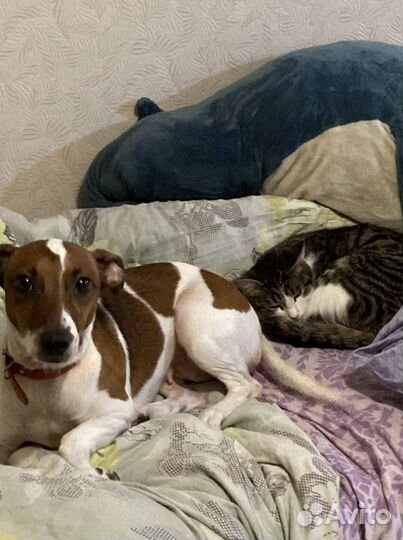 Кошка стерилизованная ищет дом