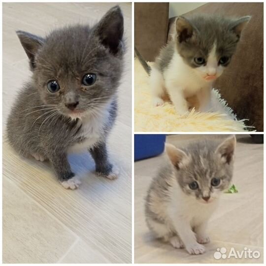 Котятки, 1 месяц