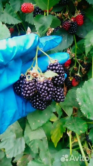 Саженцы ежевики