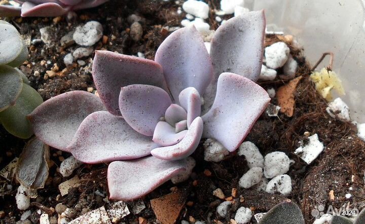 Суккуленты