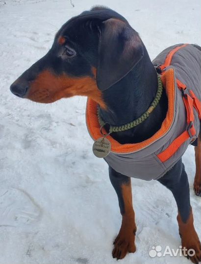 Адресник для собаки. Плетёный шнурок