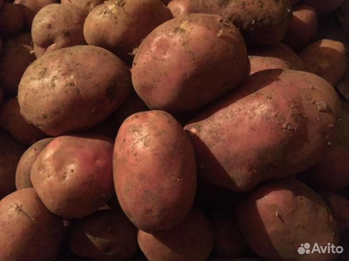 Продам картофель крупный