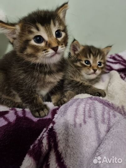 Котята в добрые руки 1 месяц