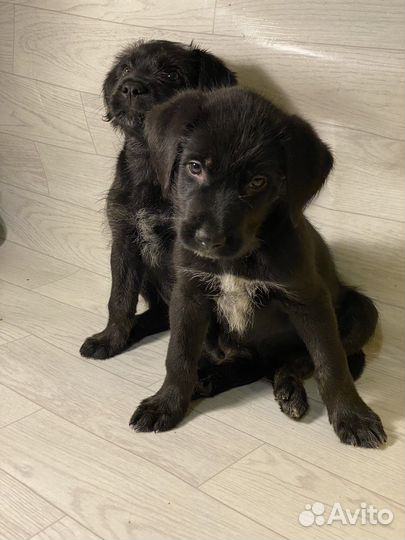 Щенкам нужен любящий хозяин