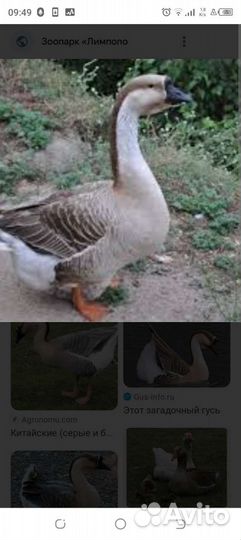 Гусак и гусыня