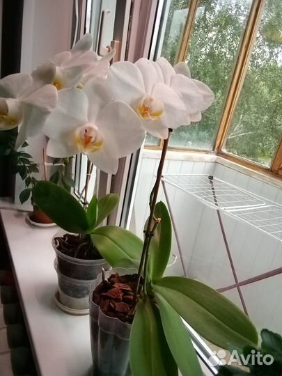 Продам орхидеи