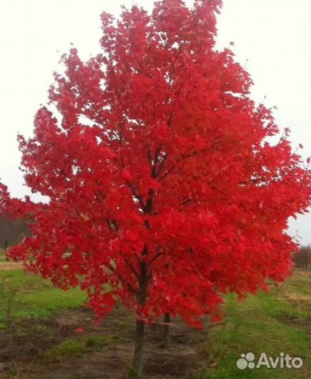 Красный канадский дуб
