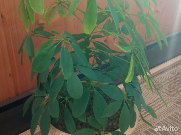 Комнатные цветы шефлера