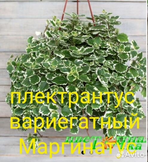 Вербена, кореопсис, седум, коллизия