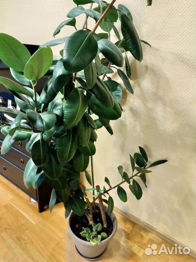 Фикус каучуковый Красавец 185 см