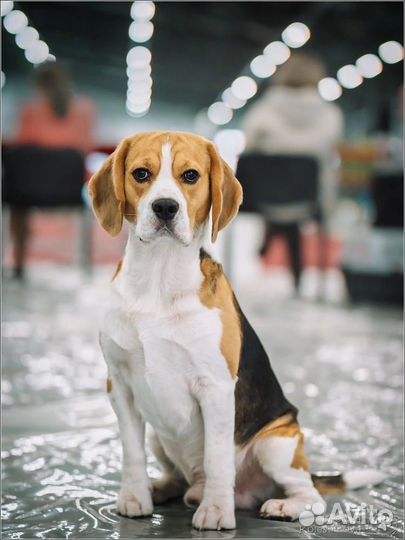 Щенки бигля