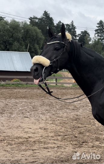 Лошадь в аренду