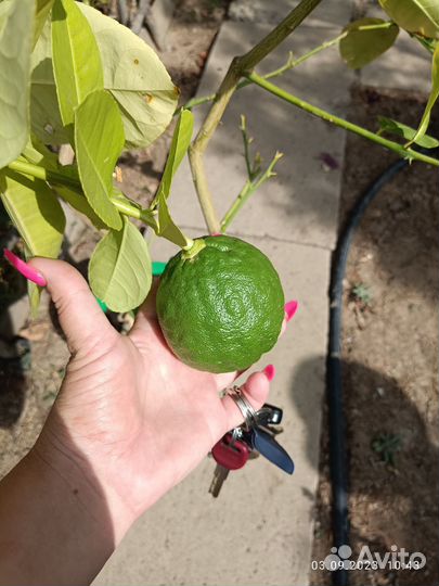 Лимон с плодом