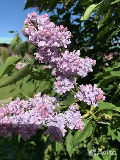 Саженцы сирени, лимонник китайский