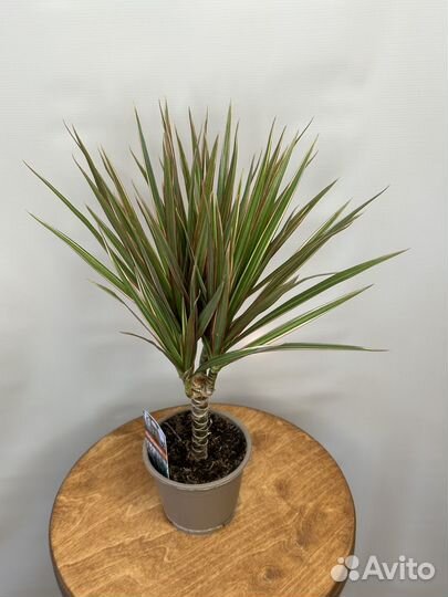 Драцена маргината