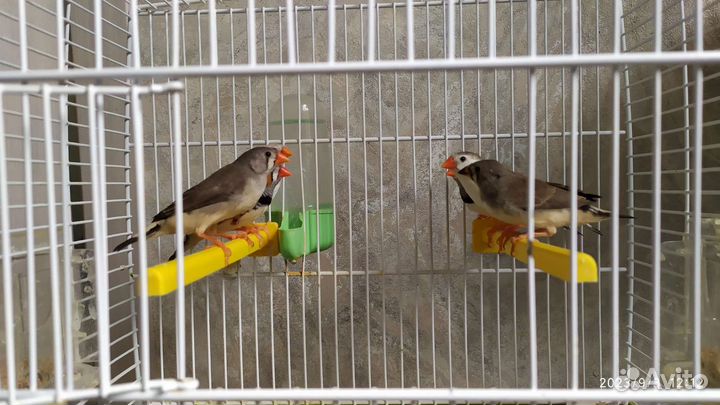 Амадинки Зебровые