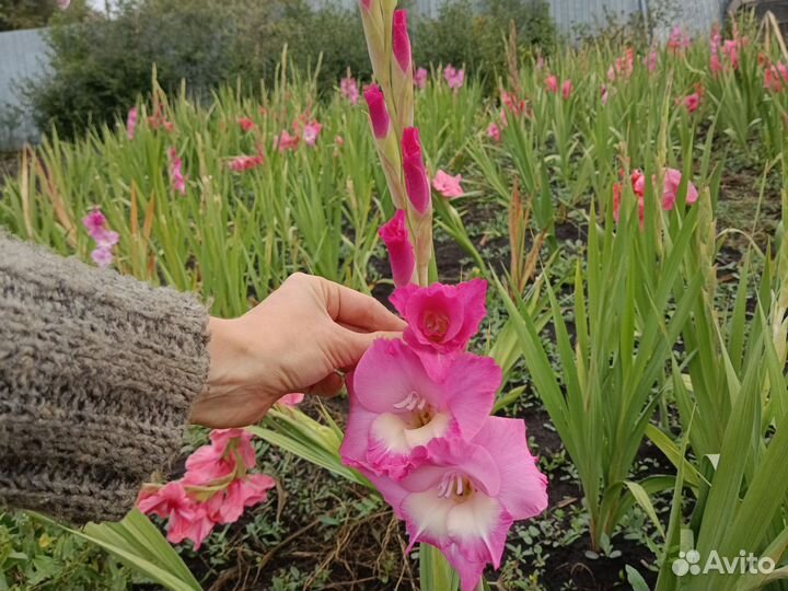 Гладиолусы срез / с луковицей