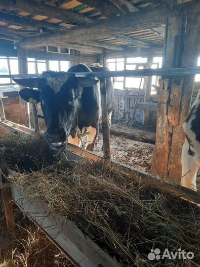 Быки на мясо и на племя