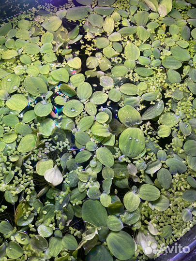 Пистия (аквариумная капуста)