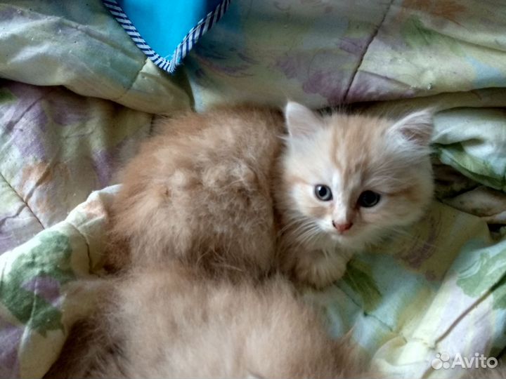 Кремовые котята, 1,5 месяца