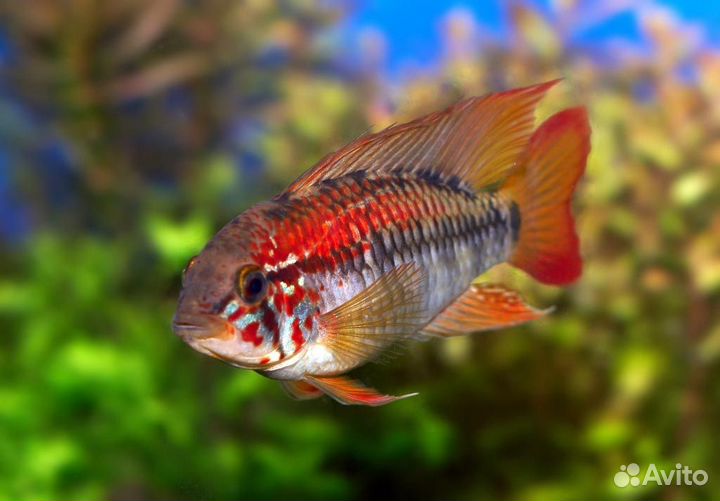 Цихлида Апистограмма Виджета, огненнохвостая