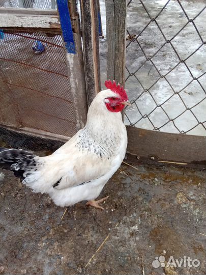 Продается петух