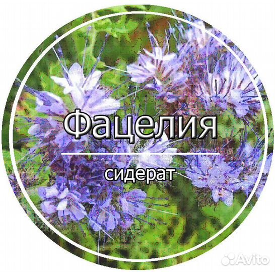 Сидерат. Фацелия