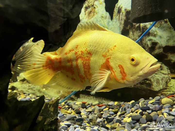 Астронотусы