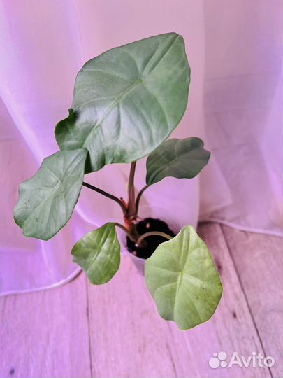 Диффенбахия дрифтинг,алоказия кукулата белая вар