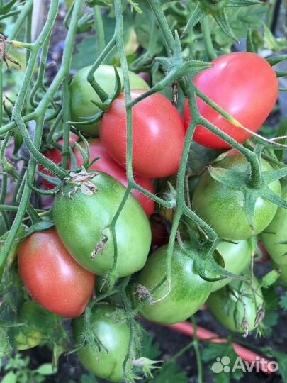 Семена томатов