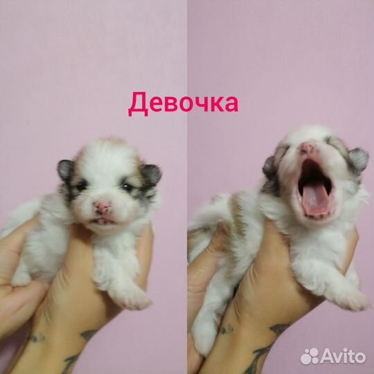 Шпиц щенки