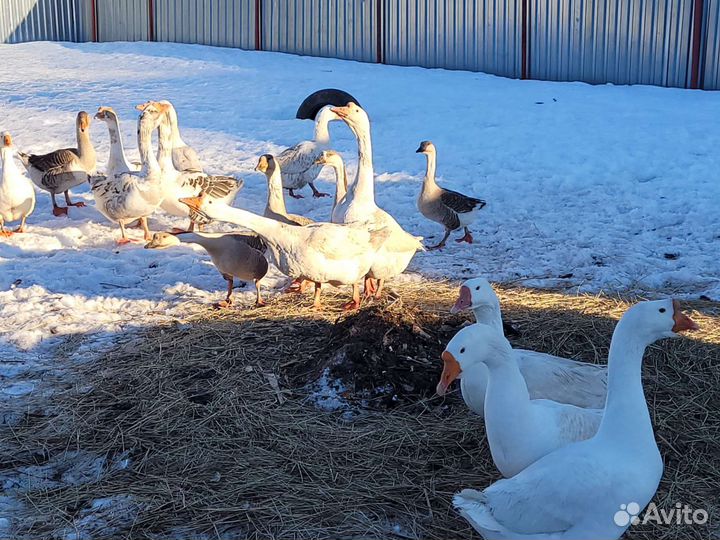 Продаю Гусаков и петухов