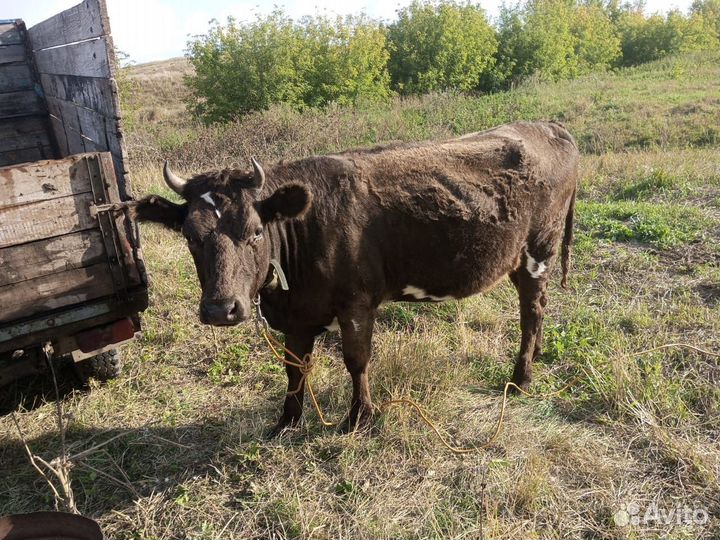 Быки и телки