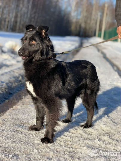 Собака в добрые руки