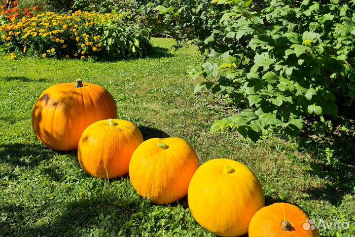 Продается тыква