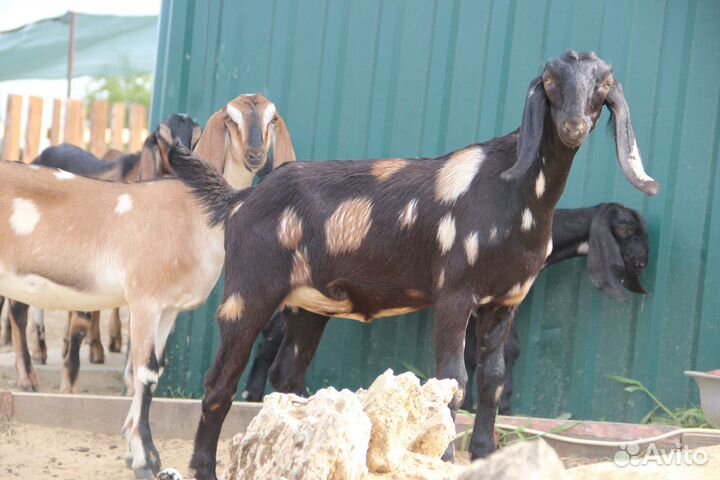 Молодняк и взрослые Англо-нубийцы