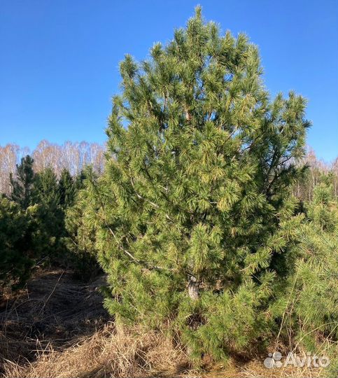 Саженцы сибирского кедра; голубой ели. Крупномер