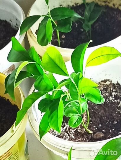 Мандарин дерево