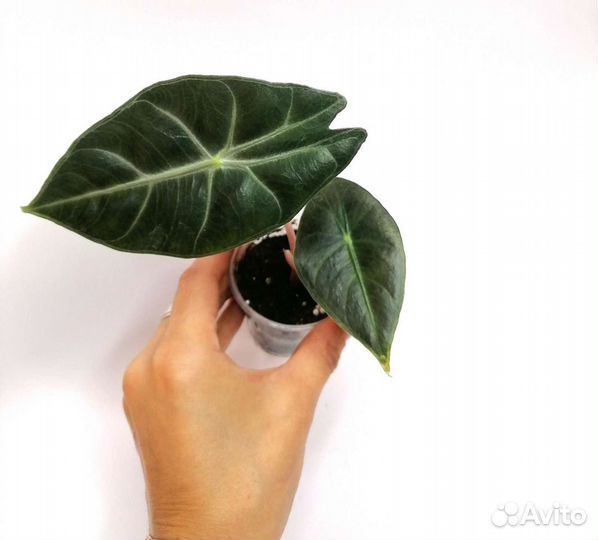 Алоказия пинк дракон