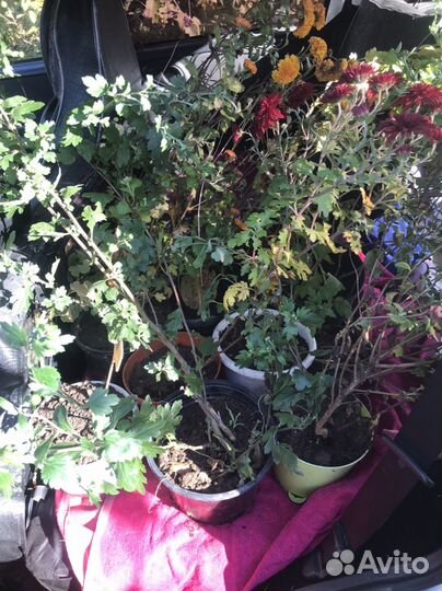 Хризантема