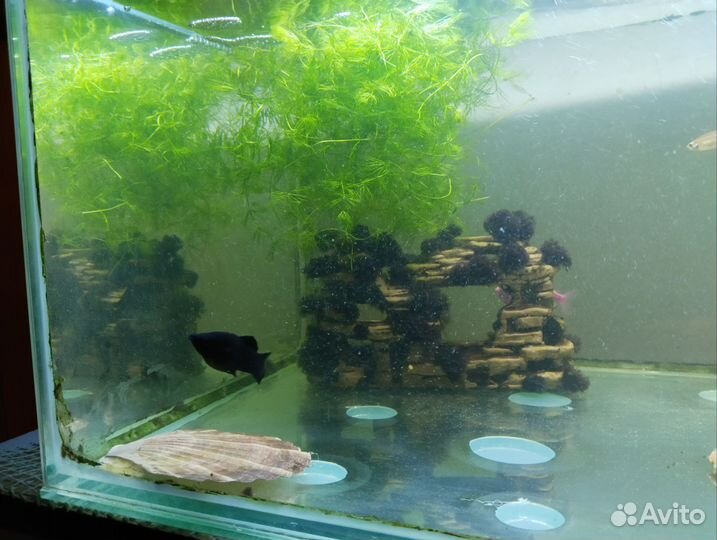 Аквариум
