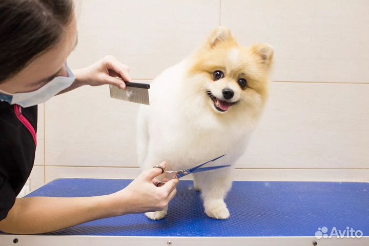 Грумер на дом, стрижка собак