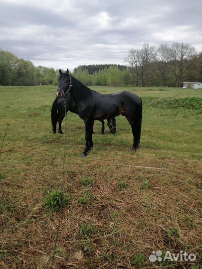 Лошадь рысак