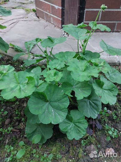 Комнатные цветы герань