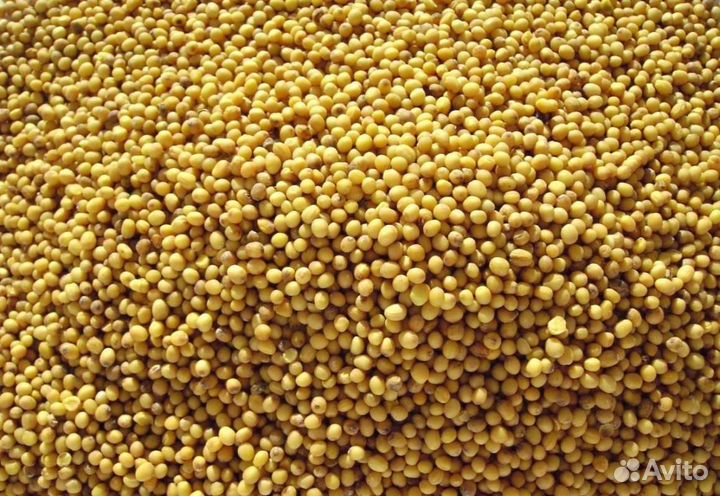 Семена горчицы