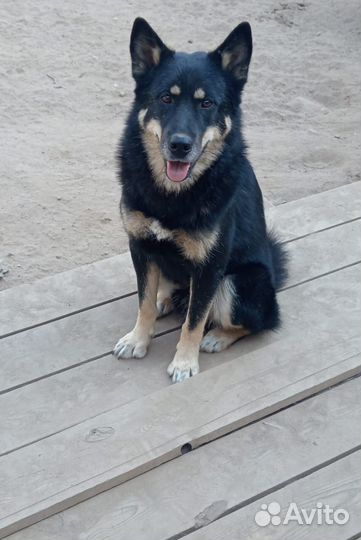 Собака компаньон